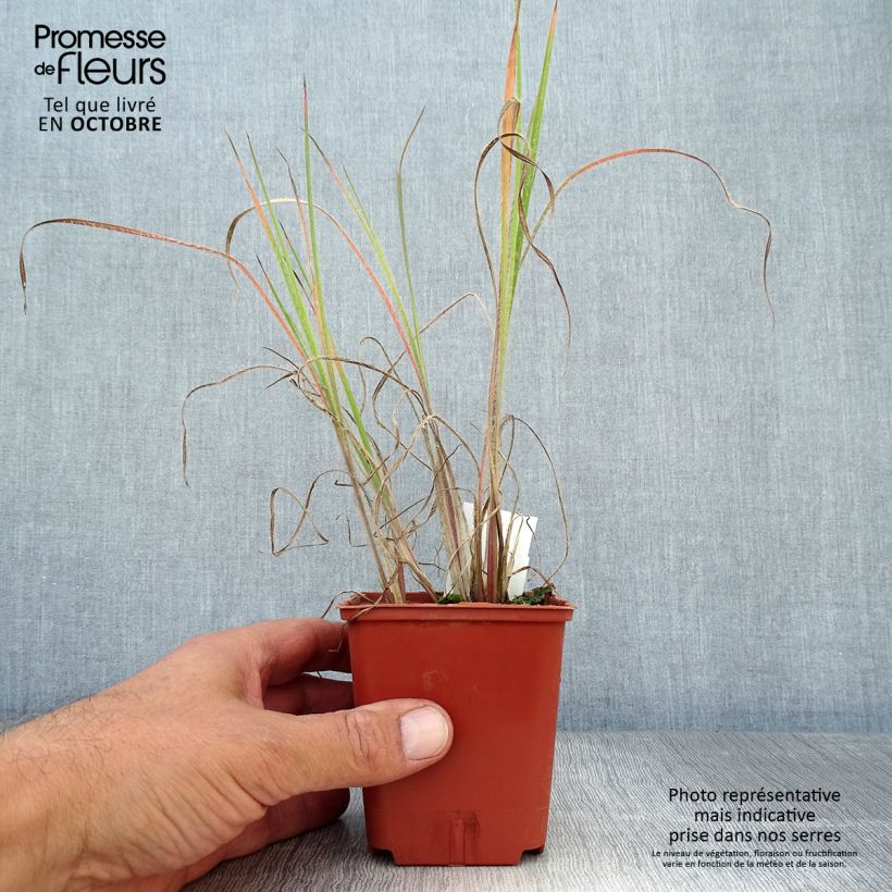 Exemplaar van Schizachyrium scoparium Ha Ha Tonka - Prairiegras Kweekpotje van 8/9 cm zoals geleverd in de herfst