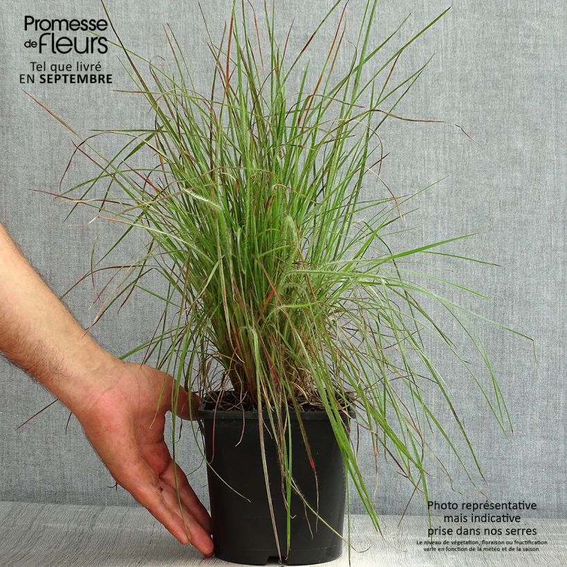 Exemplaar van Schizachyrium scoparium Ha Ha Tonka - Prairiegras Pot van 2 l/3 l zoals geleverd in de zomer