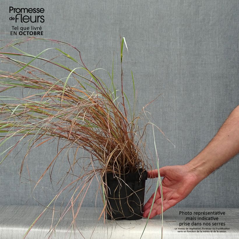 Exemplaar van Schizachyrium scoparium Prairie Blues - Prairiegras Pot van 2 l/3 l zoals geleverd in de herfst