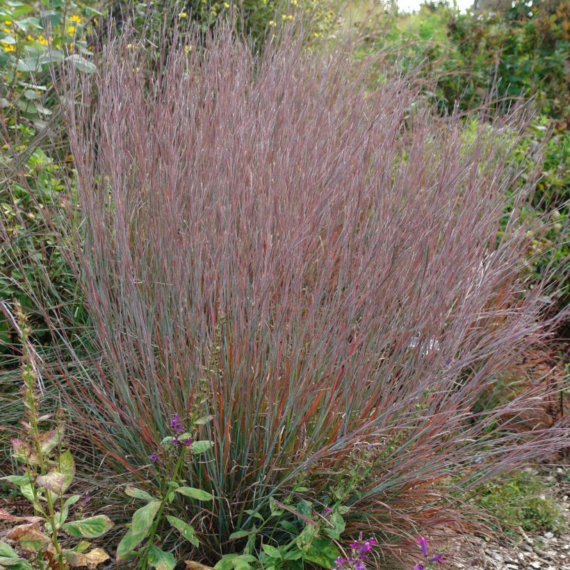 Schizachyrium scoparium Standing Ovation - Prairiegras (Groeiplaats)