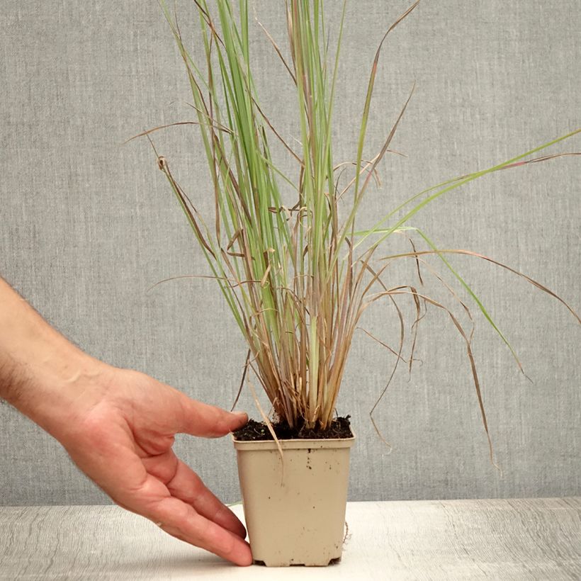 Exemplaar van Schizachyrium scoparium Standing Ovation - Prairiegras Kweekpotje van 8/9 cm zoals geleverd in de zomer