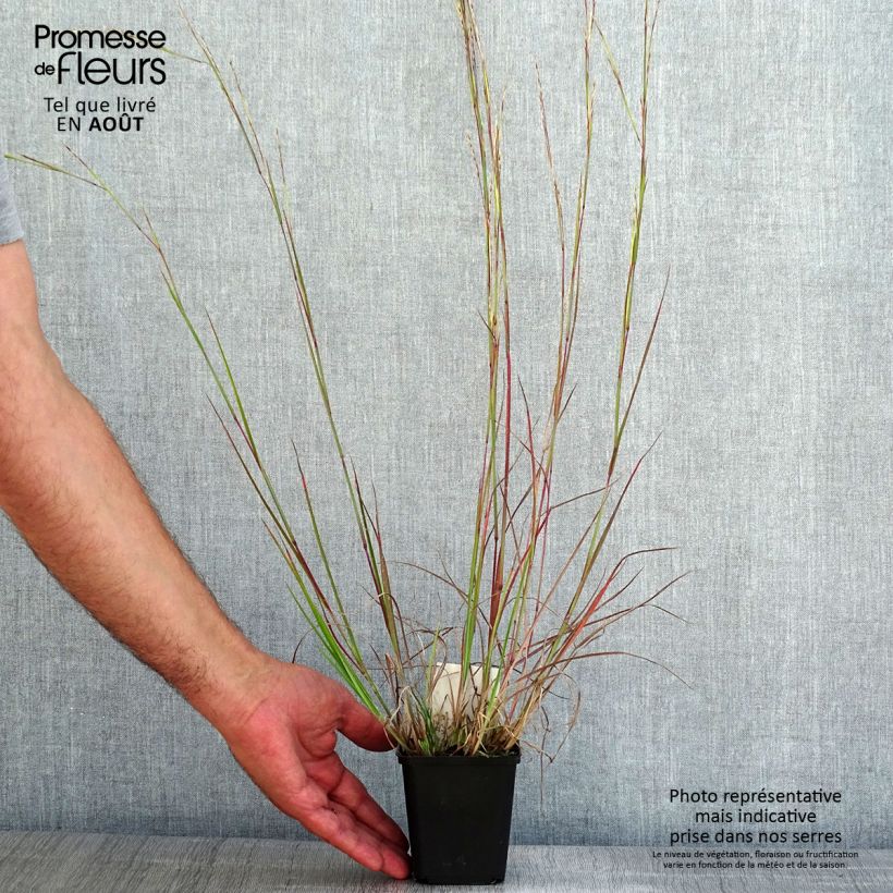 Exemplaar van Schizachyrium scoparium Wild West - Prairiegras Kweekpotje van 8/9 cm zoals geleverd in de zomer