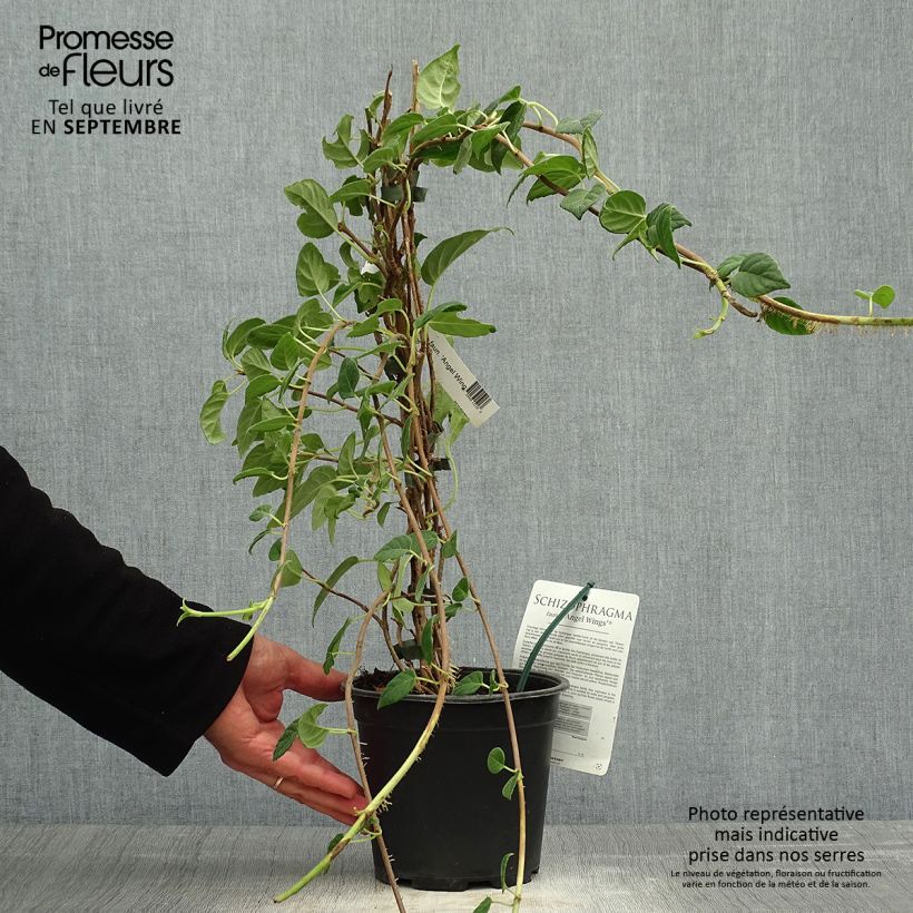 Exemplaar van Schizophragma fauriei Angel Wings - Valse klimhortensia Pot van 2 l/3 l zoals geleverd in de herfst