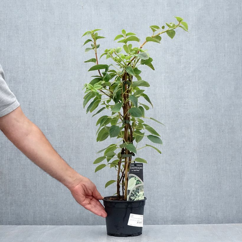 Exemplaar van Schizophragma fauriei Angel Wings - Valse klimhortensia Pot van 2 l/3 l zoals geleverd in de zomer