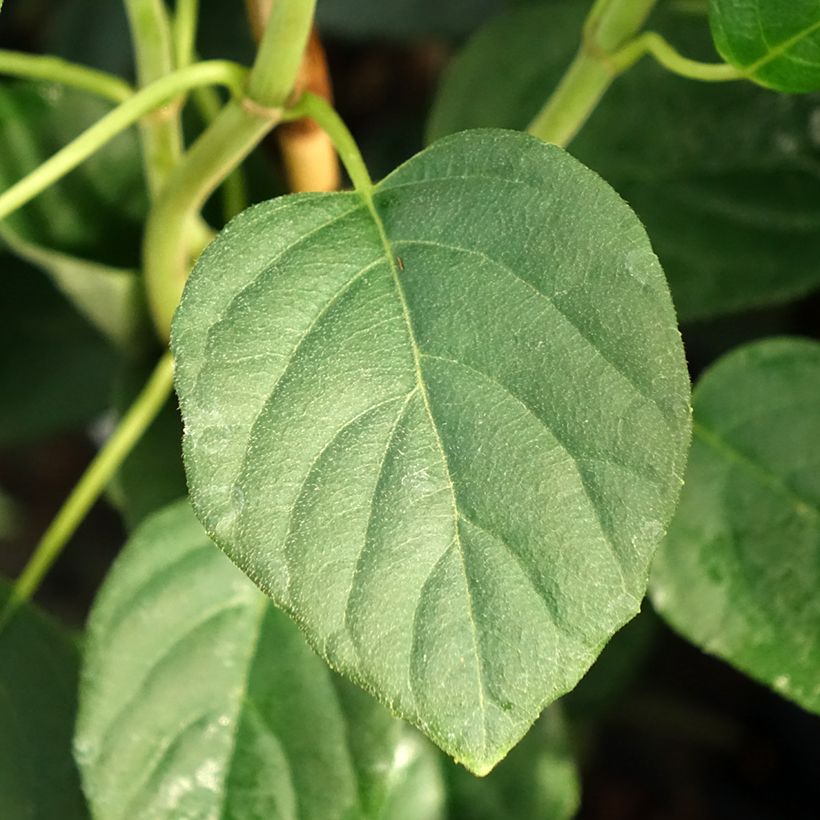 Schizophragma fauriei Angel Wings - Valse klimhortensia (Blad)