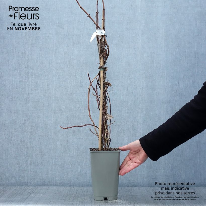 Exemplaar van Schizophragma hydrangeoides Burst of Light - Valse klimhortensia Pot van 2 l/3 l zoals geleverd in de herfst