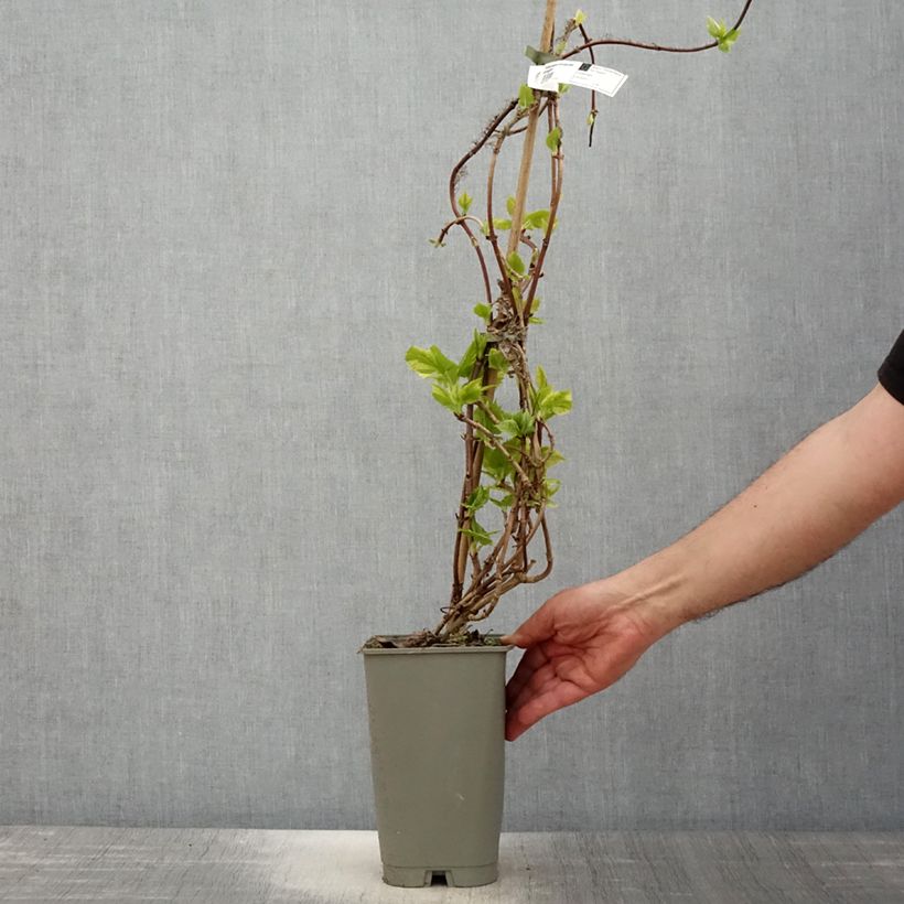 Exemplaar van Schizophragma hydrangeoides Burst of Light - Valse klimhortensia Pot van 2 l/3 l zoals geleverd in de lente