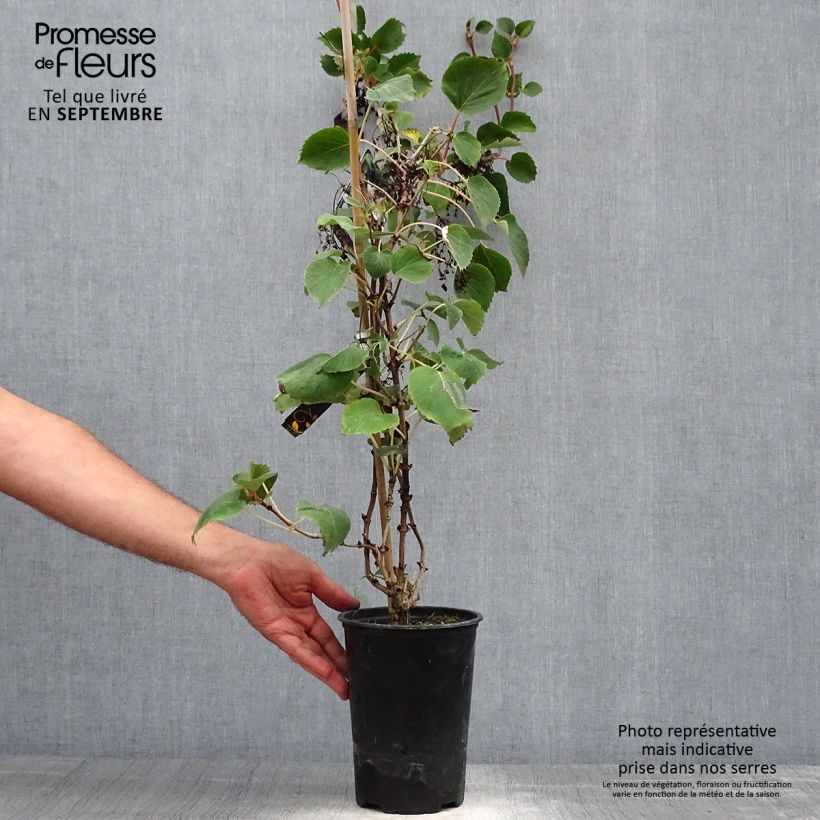 Exemplaar van Schizophragma hydrangeoides - Valse klimhortensia Pot van 2 l/3 l zoals geleverd in de herfst