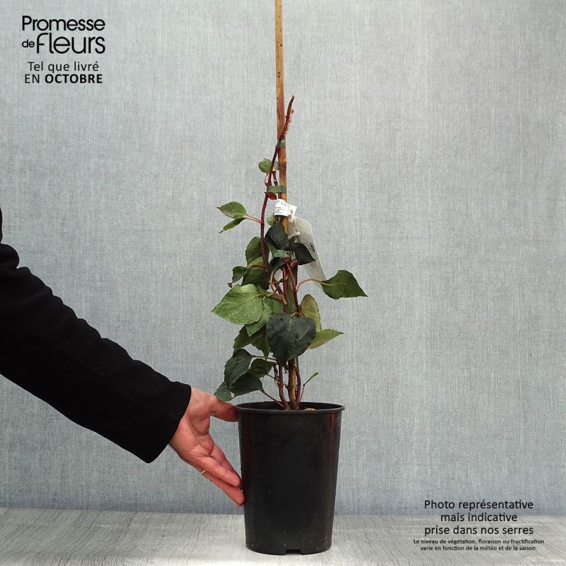 Exemplaar van Schizophragma hydrangeoides Rose Sensation - Valse klimhortensia Pot van 2 l/3 l zoals geleverd in de herfst