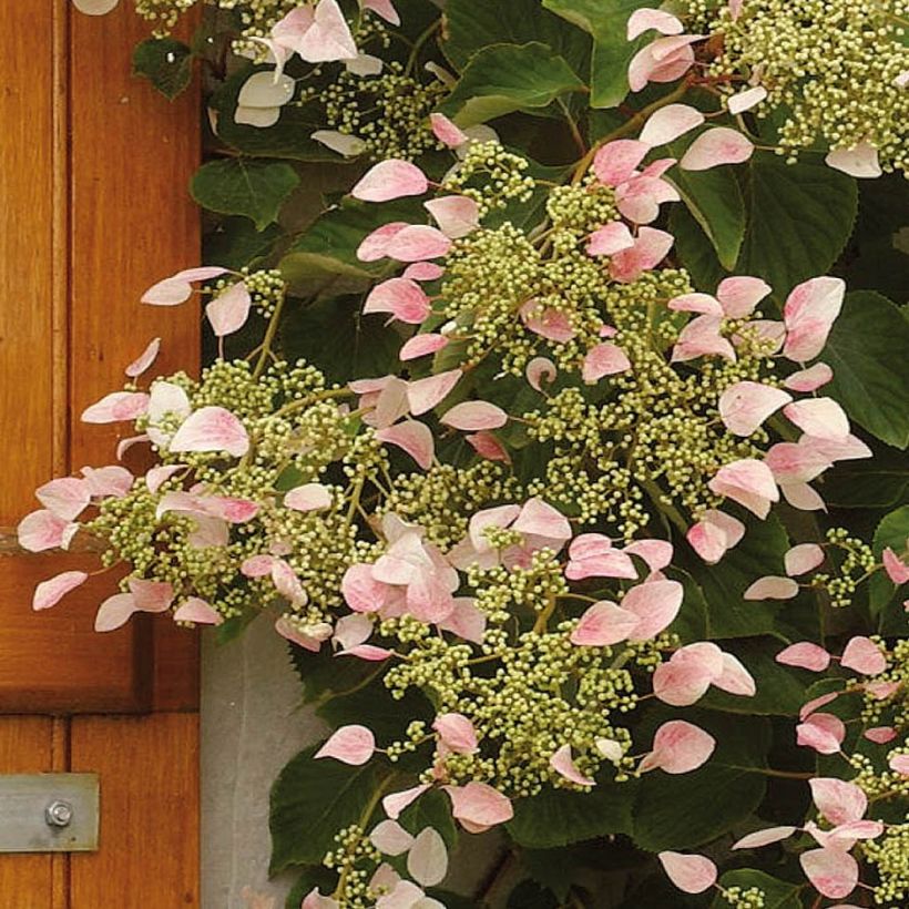 Schizophragma hydrangeoides Rose Sensation - Valse klimhortensia (Bloei)