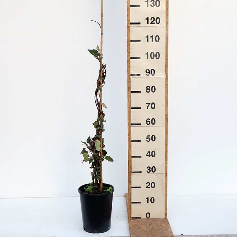 Example of Schizophragma hydrangeoides Rose Sensation - Valse klimhortensia Pot van 6 l/7 l as you get in automne