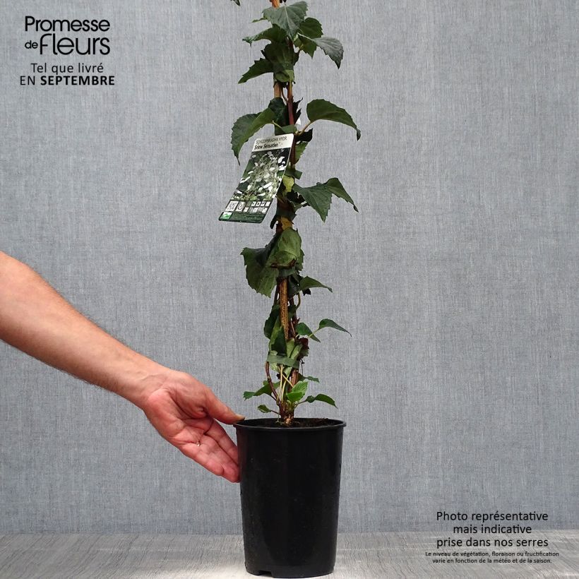Exemplaar van Schizophragma hydrangeoides Snow Sensation - Valse klimhortensia Pot van 3 l/4 l zoals geleverd in de herfst