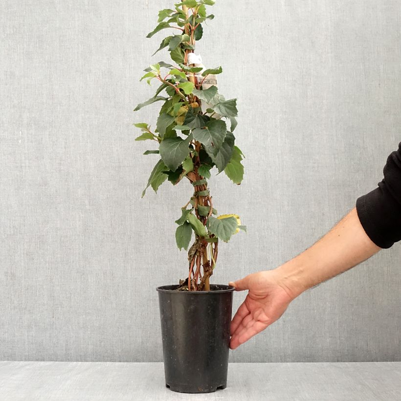 Exemplaar van Schizophragma hydrangeoides Snow Sensation - Valse klimhortensia Pot van 3 l/4 l zoals geleverd in de zomer
