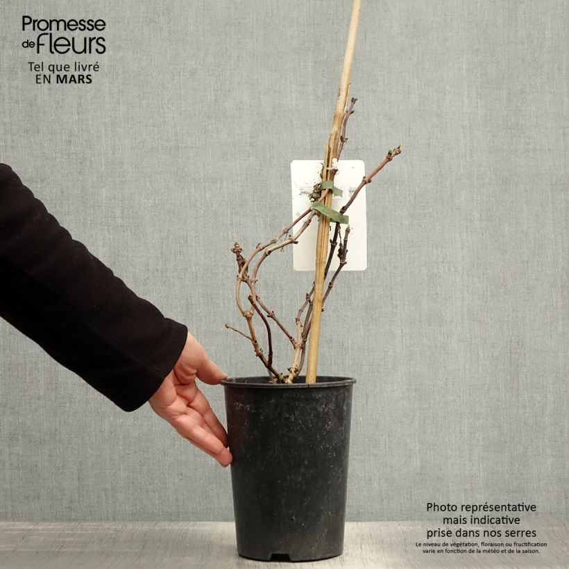 Example of Schizophragma hydrangeoides Snow Sensation - Valse klimhortensia Pot van 3 l/4 l as you get in printemps