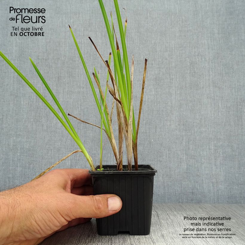 Exemplaar van Schizostylis coccinea Alba - Moerasgladiool Kweekpotje van 7/8 cm zoals geleverd in de herfst