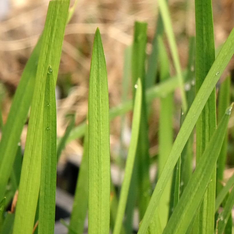 Schizostylis coccinea - Moerasgladiool (Blad)
