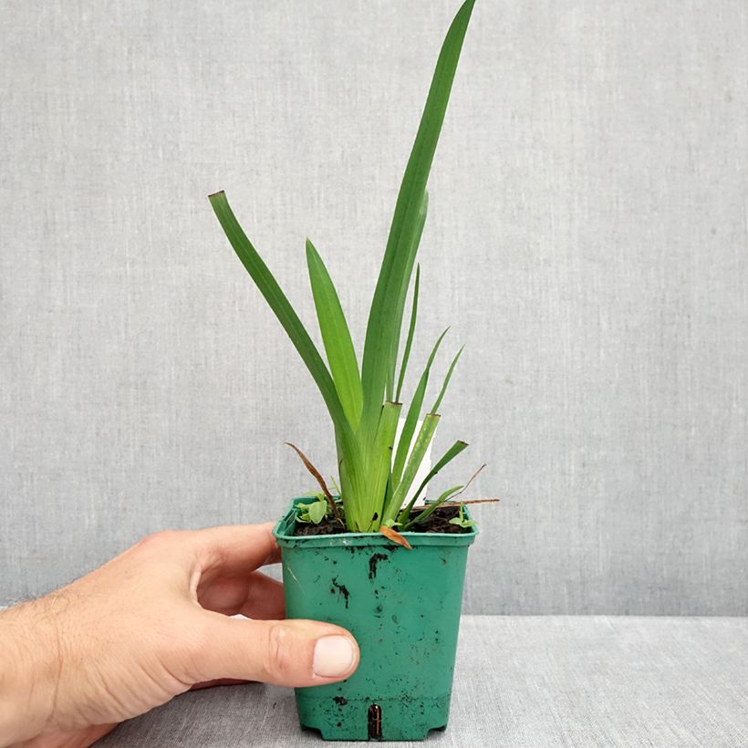 Exemplaar van Schizostylis coccinea Rosea - Moerasgladiool Kweekpotje van 8/9 cm zoals geleverd in de herfst