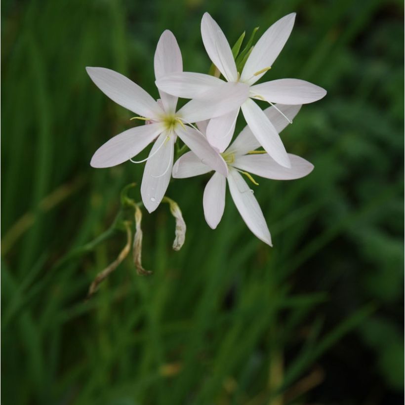 Schizostylis coccinea Alba - Moerasgladiool (Groeiplaats)
