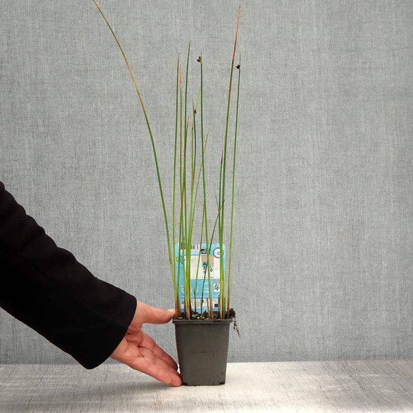 Exemplaar van Schoenoplectus lacustris - Mattenbies Kweekpotje van 8/9 cm zoals geleverd in de lente