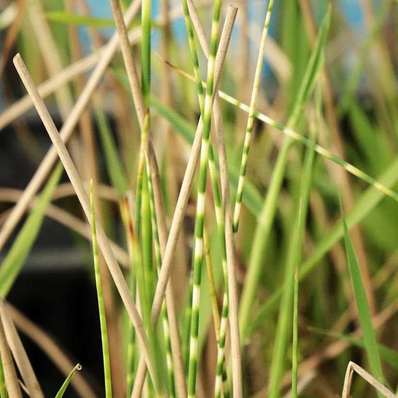 Schoenoplectus tabernaemontani Zebrinus - Ruwe bies (Blad)