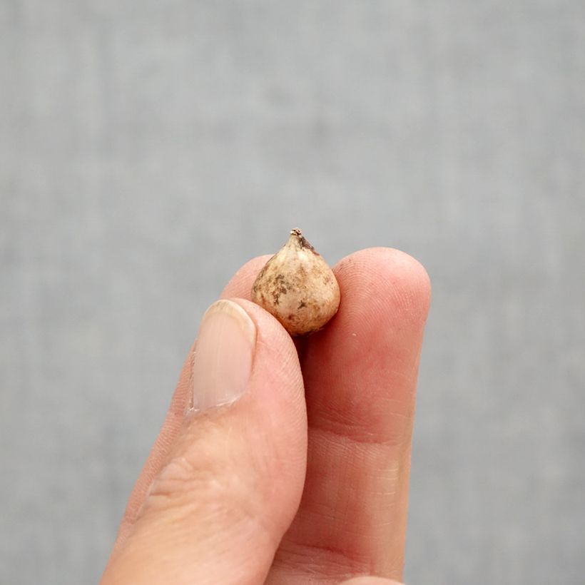 Exemplaar van Scilla bifolia - Vroege sterhyacint Bol kaliber 4+ zoals geleverd in de lente