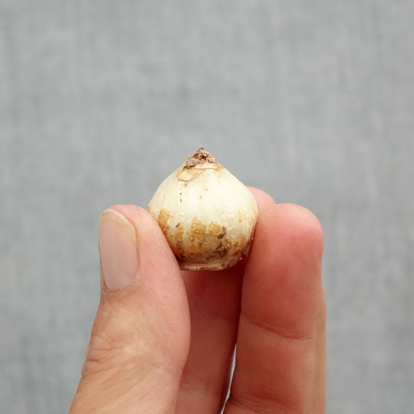 Exemplaar van Scilla siberica Alba - Oosterse sterhyacint Bol kaliber 8+ zoals geleverd in de lente