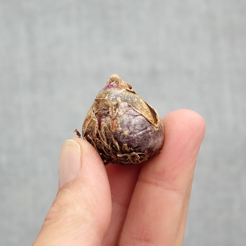 Exemplaar van Scilla siberica Spring Beauty - Oosterse sterhyacint Bol kaliber 9+ zoals geleverd in de lente