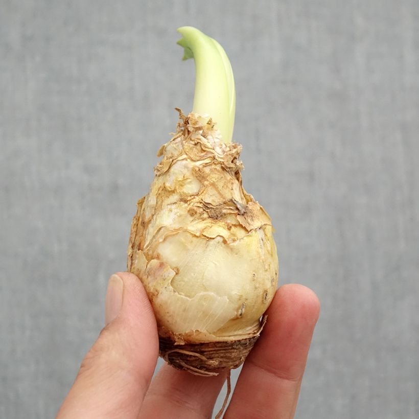 Exemplaar van Scilla peruviana Bol kaliber 16/18 zoals geleverd in de lente