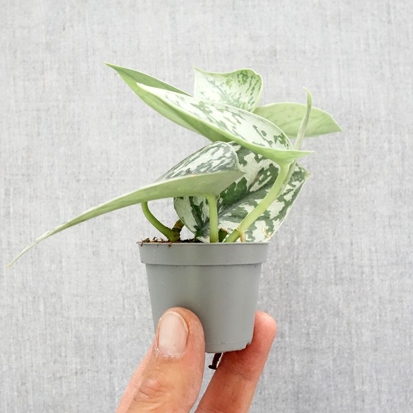 Example of Scindapus pictus - Zilverrank Mini-kamerplanten as you get in printemps