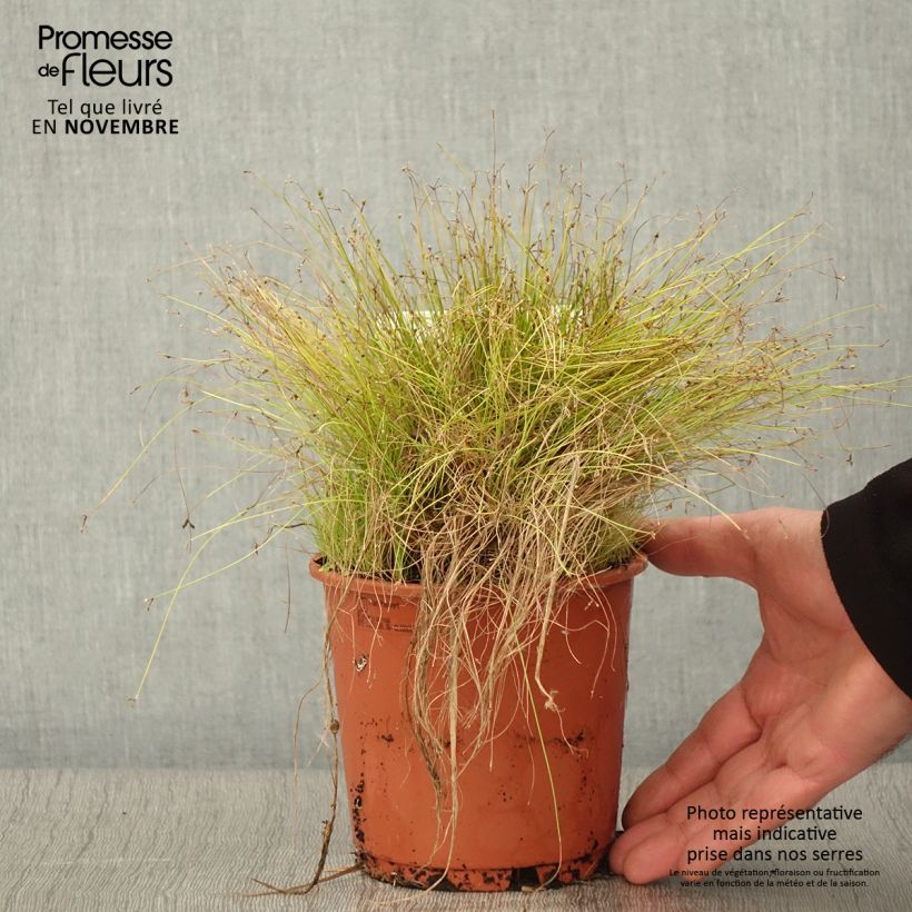 Exemplaar van Scirpus cernuus - Naaldgras Pot van 1 l/1,5 l zoals geleverd in de herfst