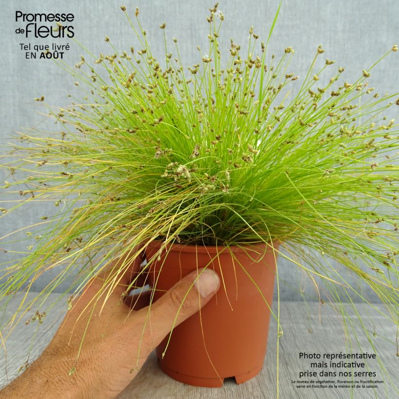 Exemplaar van Scirpus cernuus - Naaldgras Pot van 1 l/1,5 l zoals geleverd in de zomer