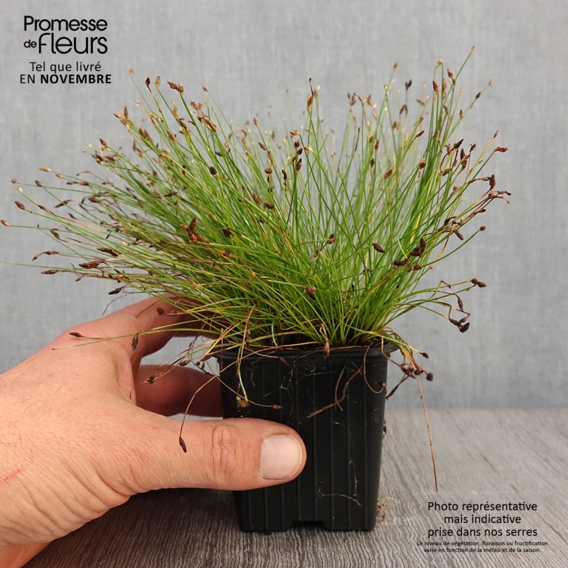Exemplaar van Scirpus cernuus - Naaldgras Kweekpotje van 7/8 cm zoals geleverd in de herfst