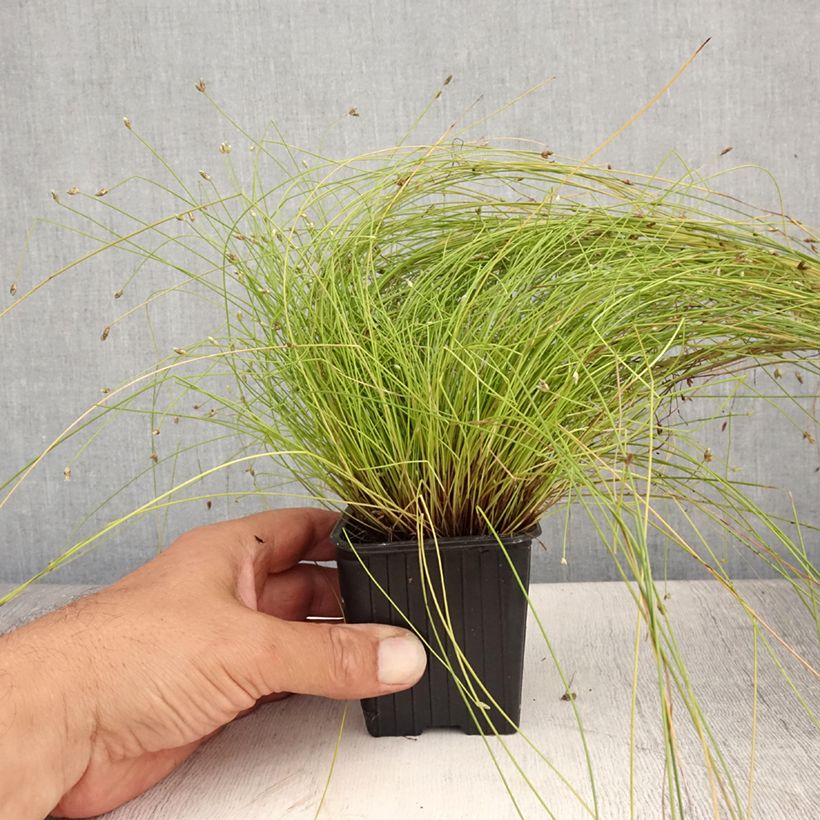 Exemplaar van Scirpus cernuus - Naaldgras Kweekpotje van 7/8 cm zoals geleverd in de zomer