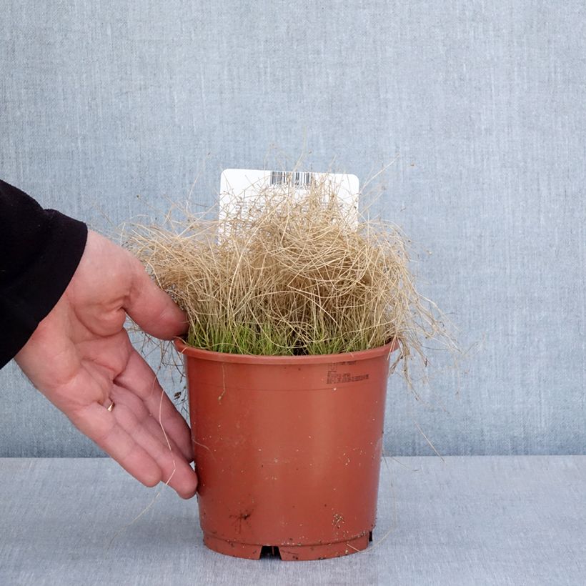 Example of Scirpus cernuus - Naaldgras Pot van 1 l/1,5 l as you get in printemps
