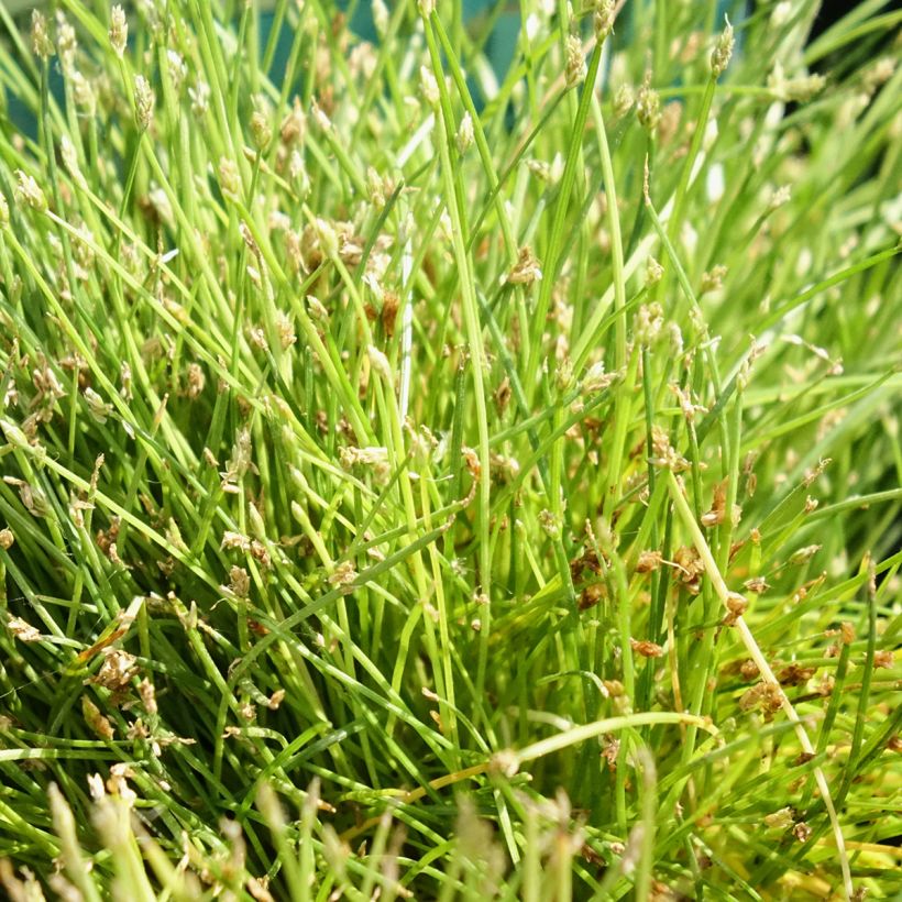 Scirpus isolepsis - Knikkend bies (Blad)