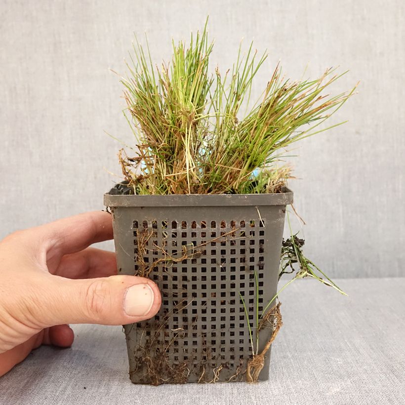 Exemplaar van Scirpus isolepsis - Knikkend bies Pot van 1 l/1,5 l zoals geleverd in de herfst