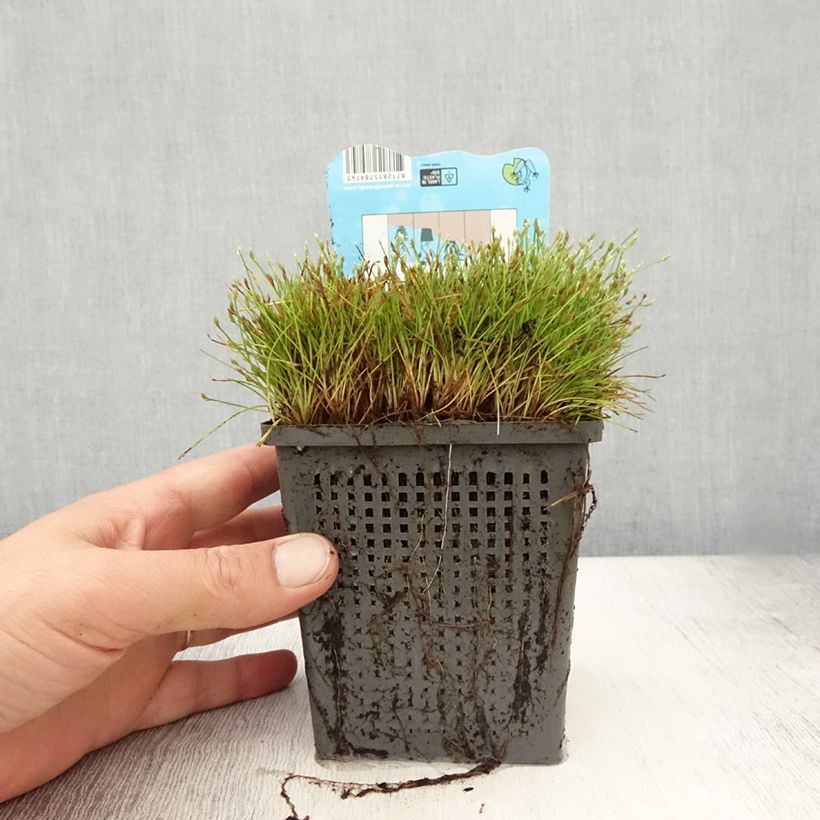 Exemplaar van Scirpus isolepsis - Knikkend bies Pot van 1 l/1,5 l zoals geleverd in de zomer