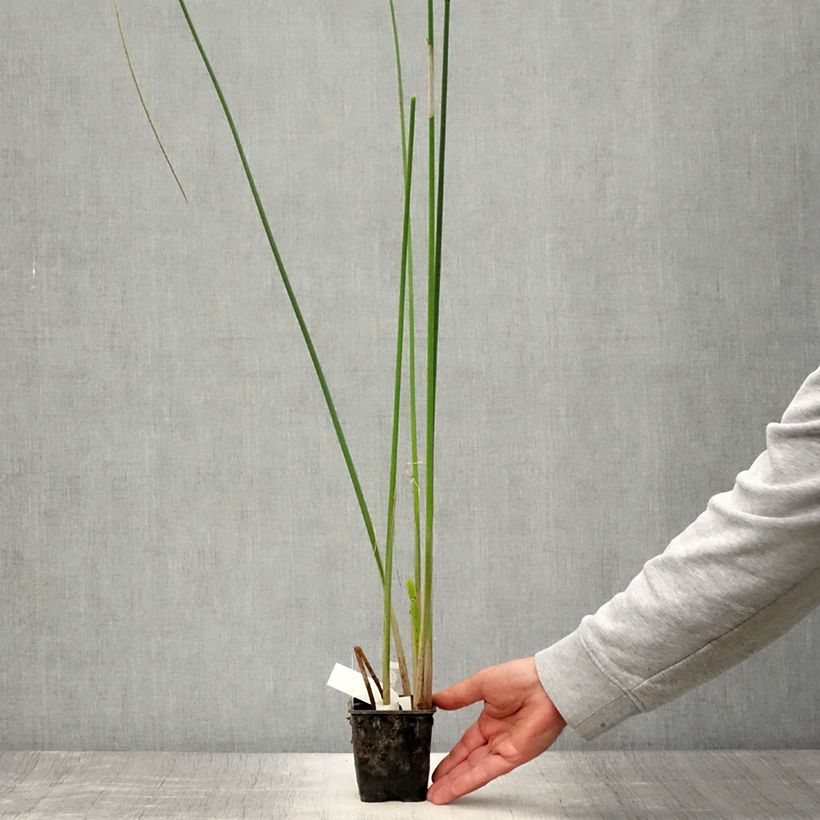 Exemplaar van Scirpus mucronatus - Knikkend bies Kweekpotje van 8/9 cm zoals geleverd in de zomer
