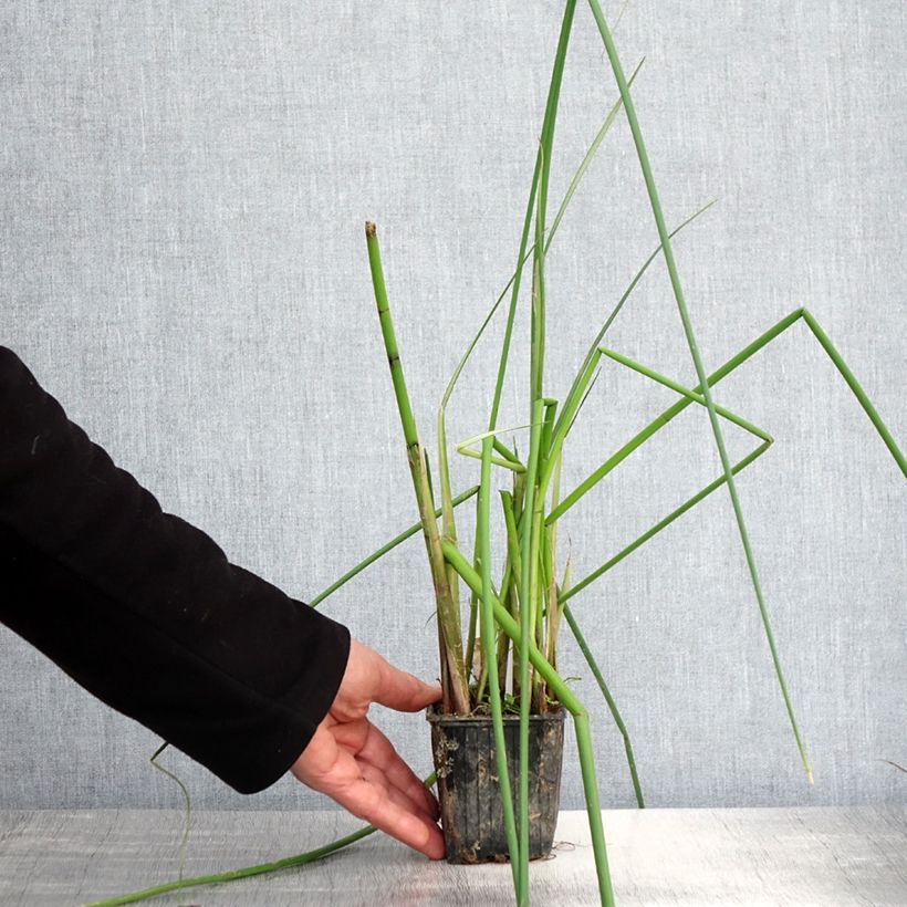 Example of Scirpus mucronatus - Knikkend bies Kweekpotje van 8/9 cm as you get in printemps