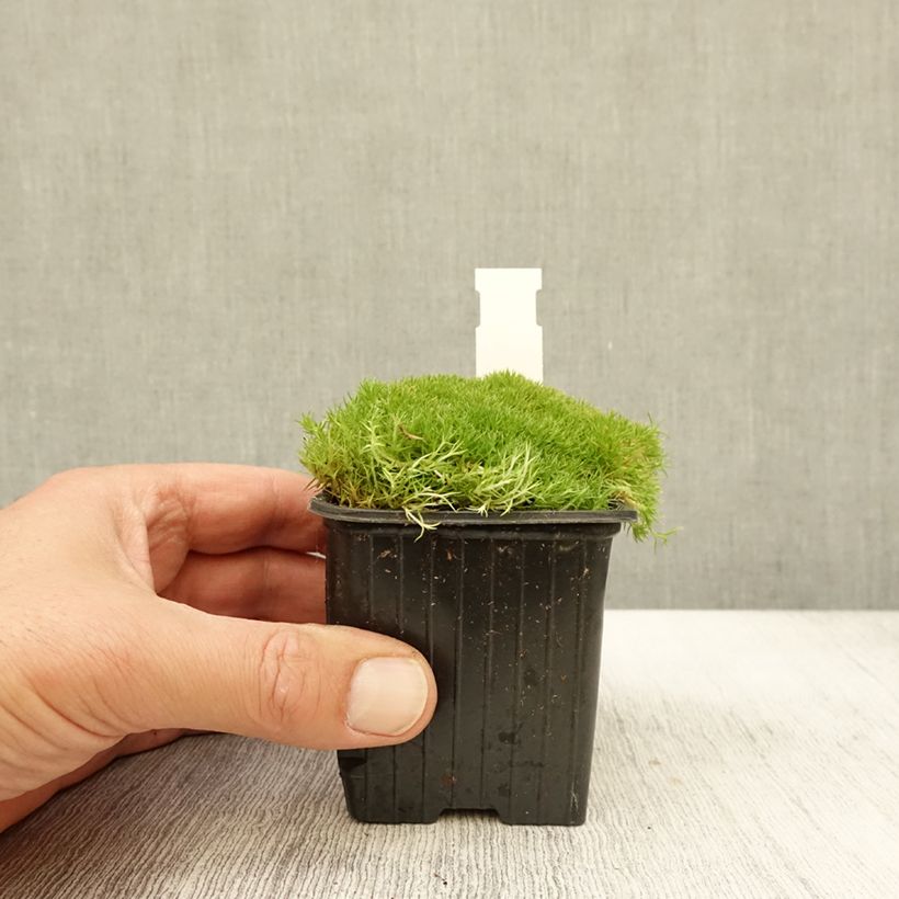 Exemplaar van Scleranthus uniflorus - Nieuw-Zeelands mos Kweekpotje van 8/9 cm zoals geleverd in de herfst