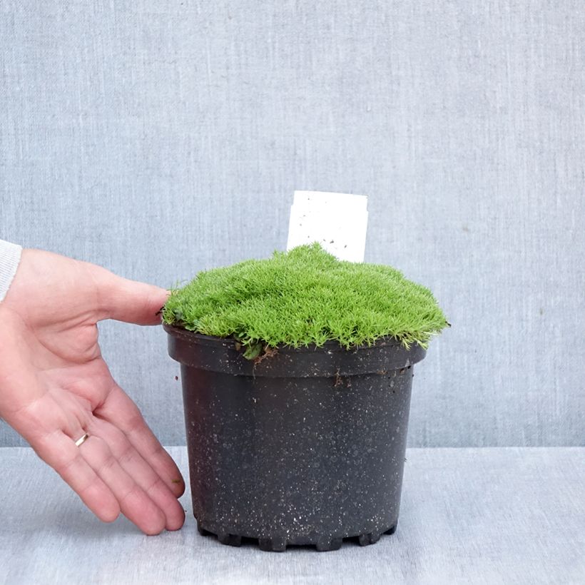 Exemplaar van Scleranthus uniflorus - Nieuw-Zeelands mos Pot van 1,5 l/2 l zoals geleverd in de herfst