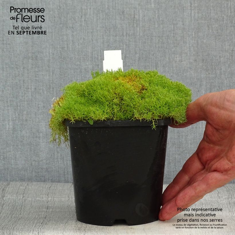 Exemplaar van Scleranthus uniflorus - Nieuw-Zeelands mos Pot van 1,5 l/2 l zoals geleverd in de zomer