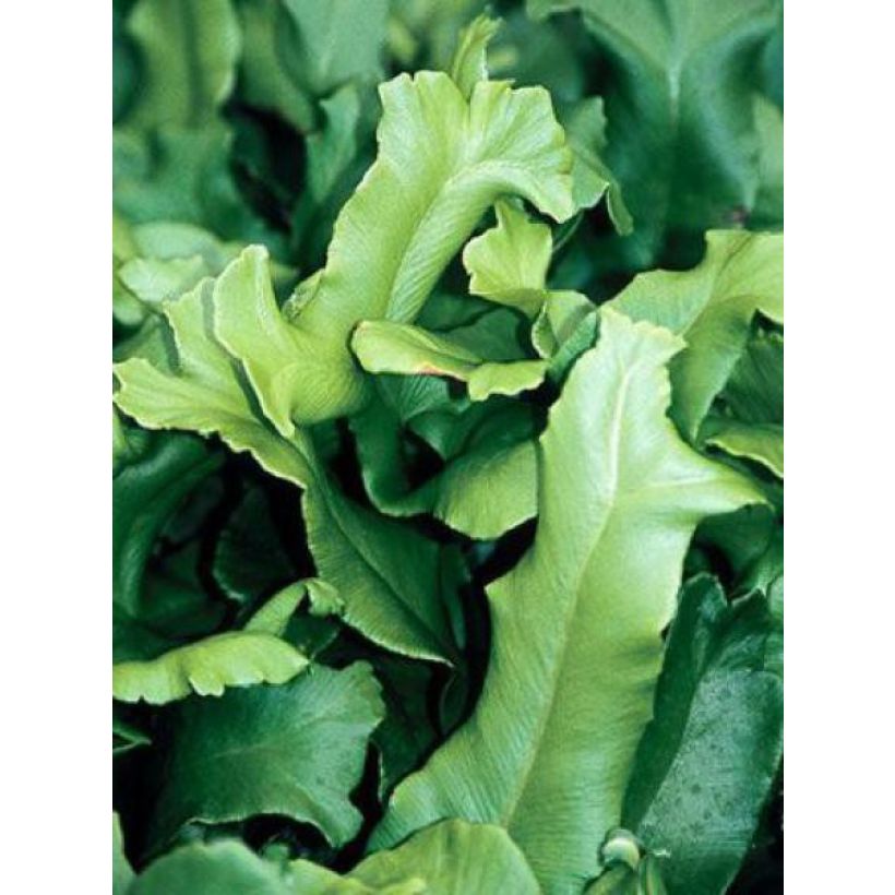 Asplenium scolopendrium Cristatum Group - Tongvaren (Blad)