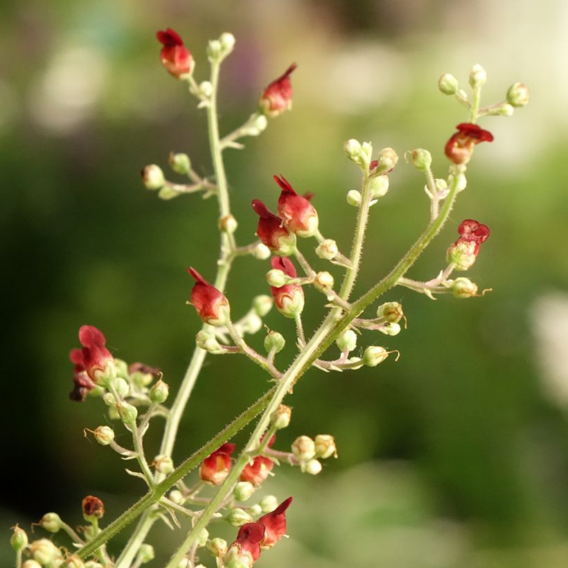 Scrophularia auriculata Variegata - Geoord helmkruid (Bloei)