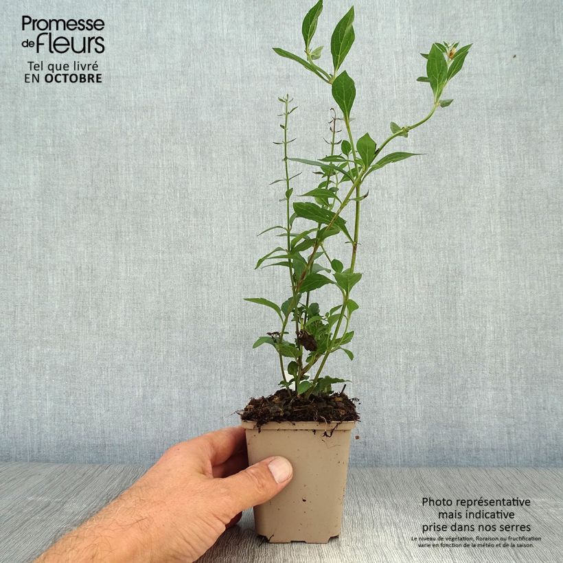 Exemplaar van Scutellaria incana - Glidkruid Kweekpotje van 8/9 cm zoals geleverd in de herfst