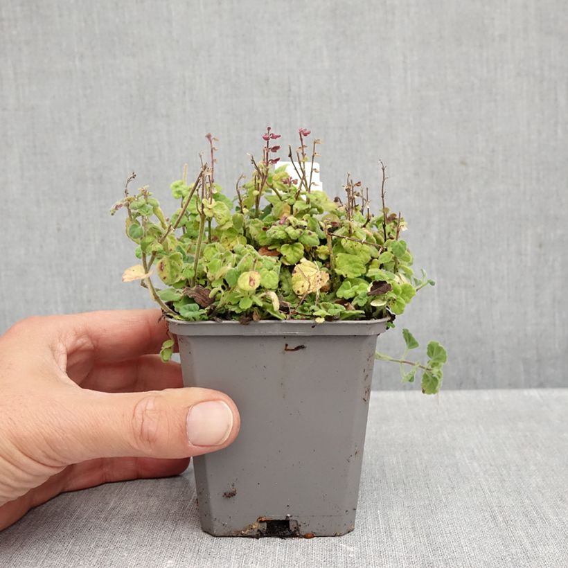 Exemplaar van Scutellaria indica var. parviflora - Kleine helmkruid Kweekpotje van 8/9 cm zoals geleverd in de herfst