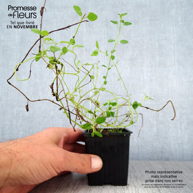 Exemplaar van Scutellaria suffrutescens Kweekpotje van 8/9 cm zoals geleverd in de herfst