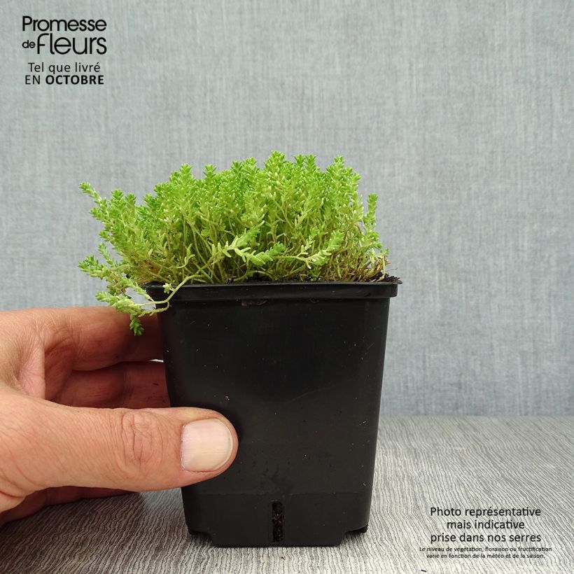 Exemplaar van Sedum acre Yellow Queen - Gele muurpeper Kweekpotje van 8/9 cm zoals geleverd in de herfst