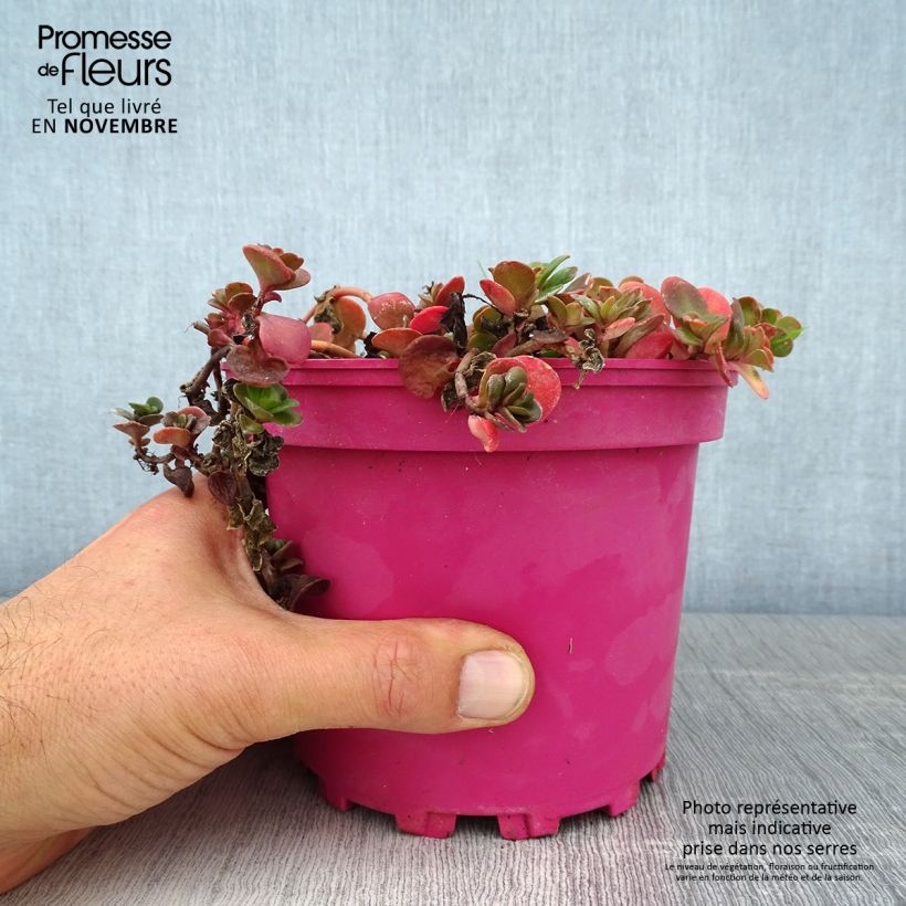Exemplaar van Sedum album Coral Carpet - Wit vetkruid Pot van 2 l/3 l zoals geleverd in de herfst