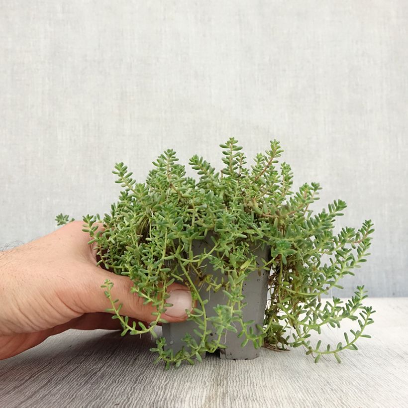Exemplaar van Sedum album Murale - Wit vetkruid Kweekpotje van 8/9 cm zoals geleverd in de herfst